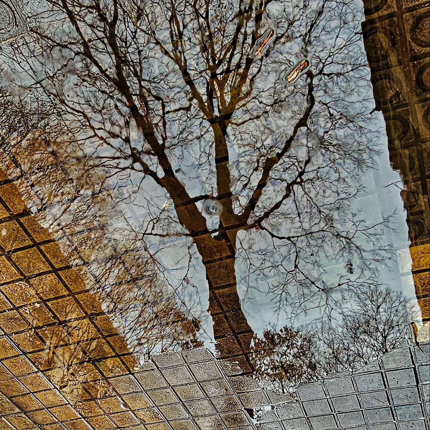 Reflejo invertido de un árbol sin hojas contra un cielo claro, capturado sobre un pavimento de baldosas cuadradas en tonos ocre y gris.