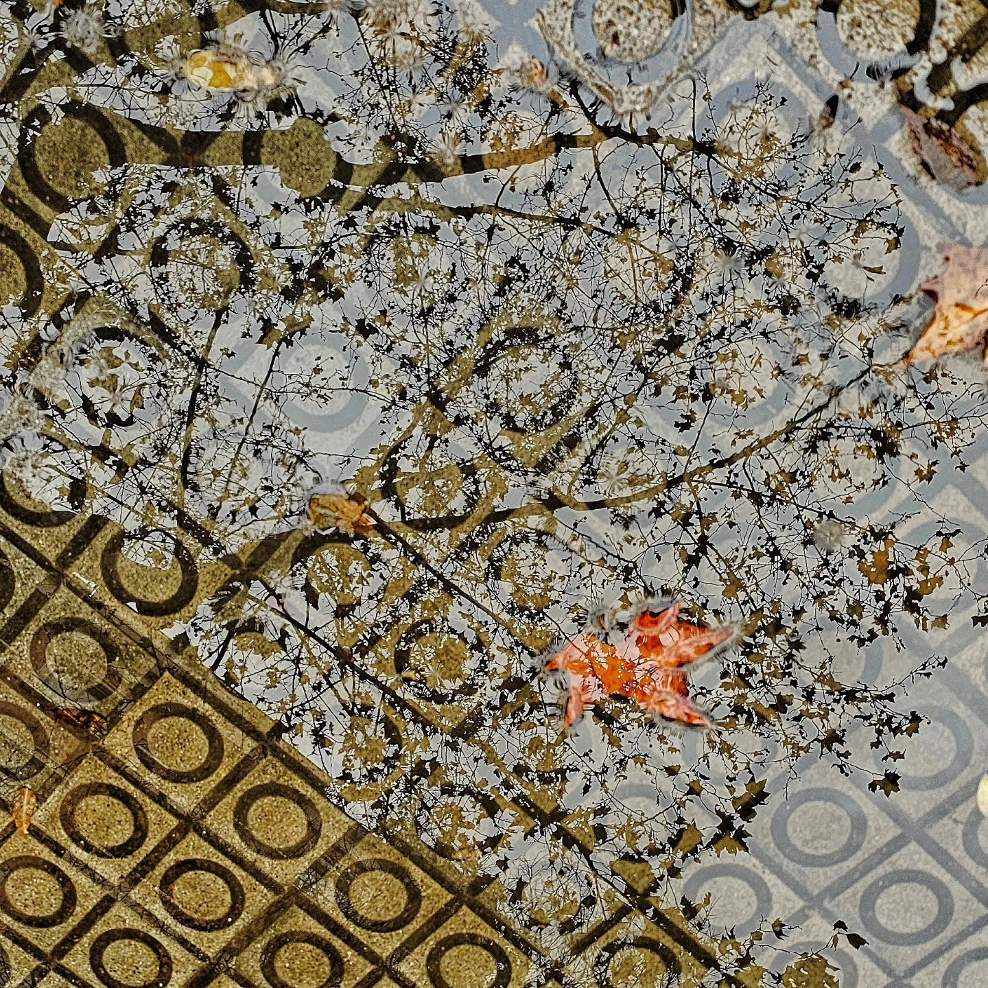 Reflejo invertido de ramas finas y desnudas contra un cielo grisáceo, con una hoja naranja destacando entre la maraña de líneas oscuras, sobre un pavimento de baldosas con motivo circular.